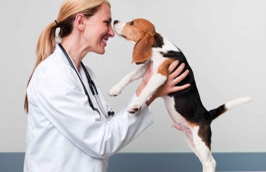 Veterinary Dogs2